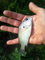 Leiostomus xanthurus