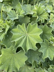 Alchemilla holocycla