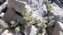 Scutellaria utriculata