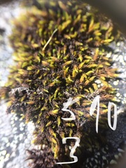 Racomitrium occidentale