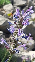 Nepeta cilicia