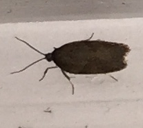Acleris chalybeana