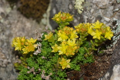 Sedum alpestre
