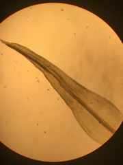 Racomitrium occidentale