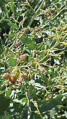 Scrophularia libanotica