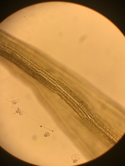 Racomitrium occidentale