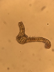 Racomitrium occidentale