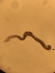 Racomitrium occidentale