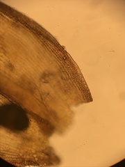 Racomitrium occidentale