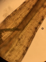 Racomitrium occidentale