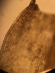 Racomitrium occidentale