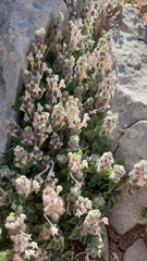 Scutellaria utriculata