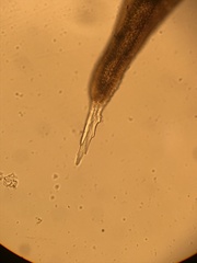 Racomitrium occidentale