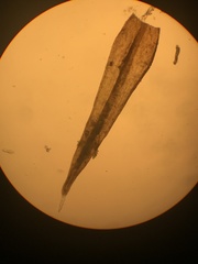 Racomitrium occidentale