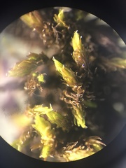 Racomitrium occidentale