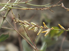 Dyerophytum indicum