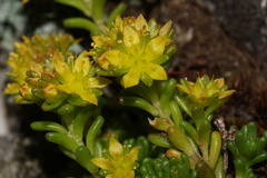 Sedum alpestre