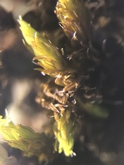 Racomitrium occidentale