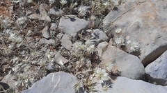 Chardinia orientalis