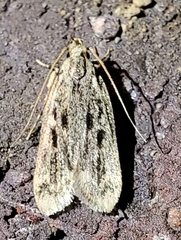 Martyringa latipennis