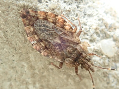 Aradus obtectus