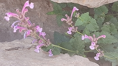 Nepeta cilicia