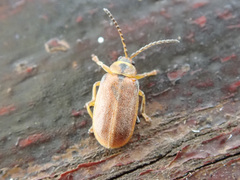 Galerucella lineola