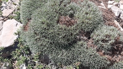 Acantholimon libanoticum