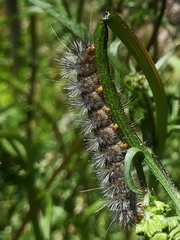 Spilosoma lutea