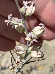 Streptanthus glandulosus albidus