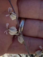 Streptanthus glandulosus albidus