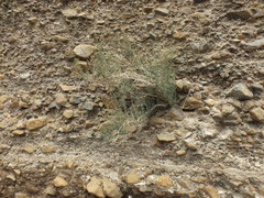 Lindenbergia arabica