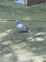 Columba livia
