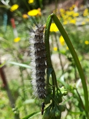 Spilosoma lutea
