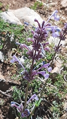 Nepeta cilicia