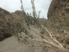 Lindenbergia arabica