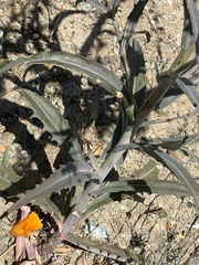 Streptanthus glandulosus albidus