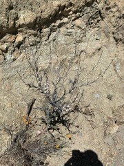 Streptanthus glandulosus albidus