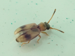 Psammoecus bipunctatus