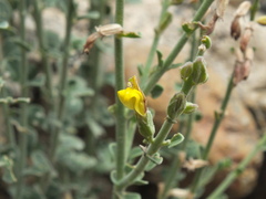 Lindenbergia arabica