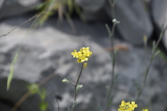 Aurinia sinuata