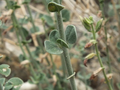 Lindenbergia arabica