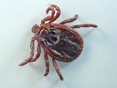 Dermacentor reticulatus