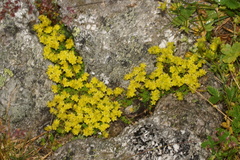 Sedum alpestre