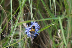 Volucella bombylans