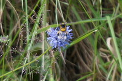 Volucella bombylans