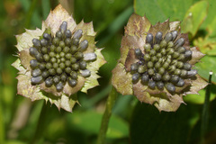 Jasione bulgarica