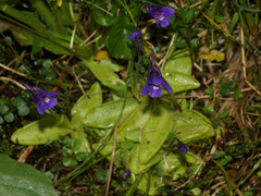 Pinguicula balcanica