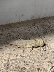 Anacridium aegyptium