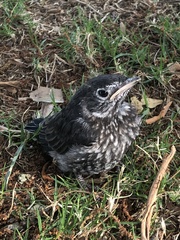 Turdus migratorius